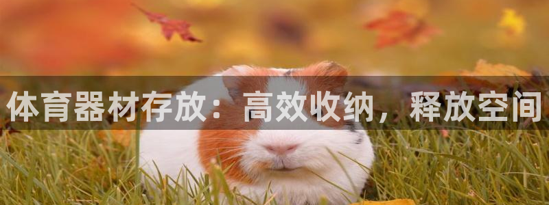 星欧娱乐退款电话人工服务：体育器材存放：高效收纳，释